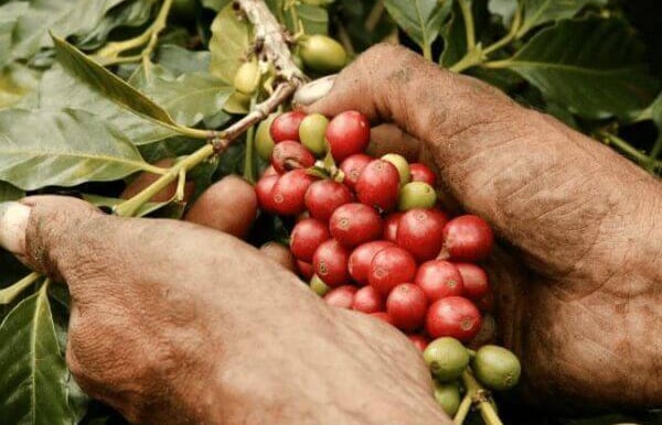 Farmer harvesting ripe red coffee cherries by hand from a coffee tree branch.