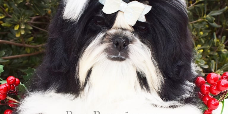 shih tzu