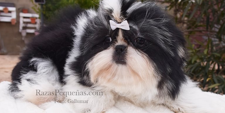 cachorro shih tzu