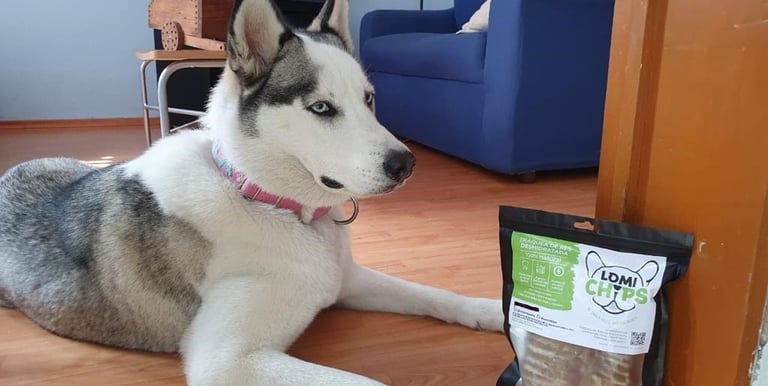 Un Husky gris y blanco tumbado en un suelo de madera junto a una bolsa de golosinas naturesa