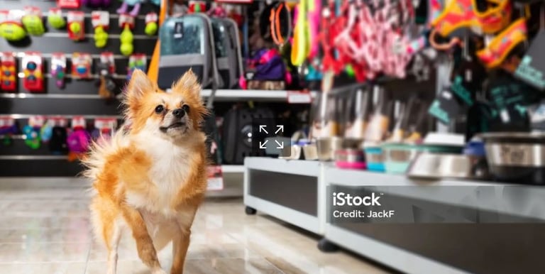 Pequeño perro chihuahua marrón parado en el pasillo de una tienda de mascotas con varios juguetes 