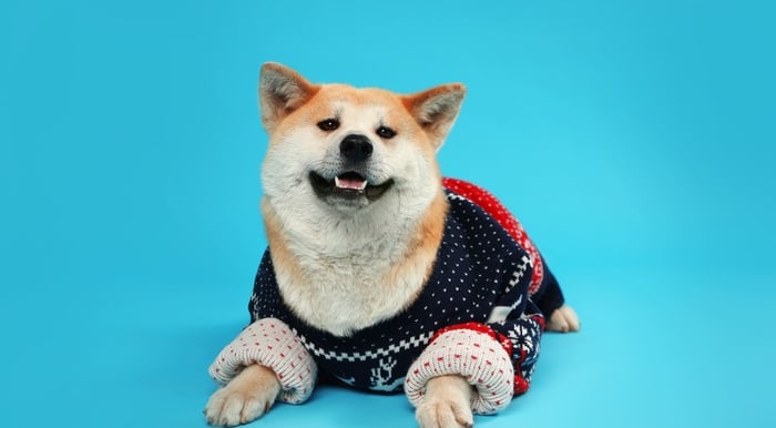  Un adorable perro Shiba Inu con un acogedor suéter navideño azul marino y rojo sobre un fondo azul.
