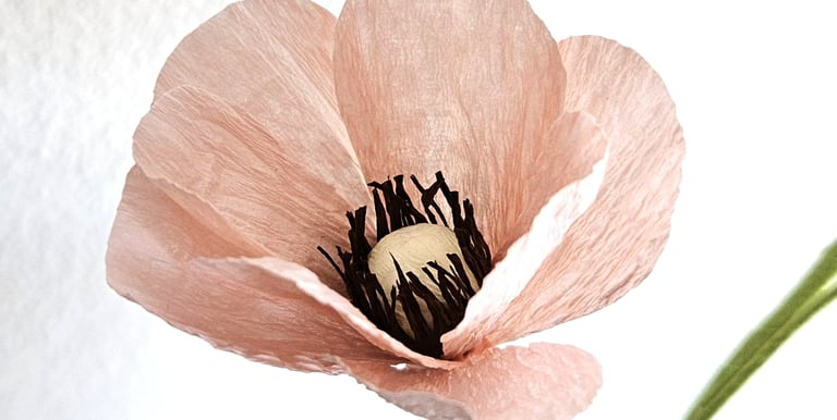 Dit roze bloempje is een vlinderranonkel. De bloem is gemaakt van crepe papier en daarmee een duurzame bloem voor in huis.