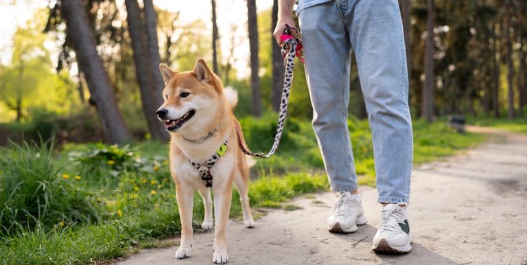 Private solo dog walking in Lynnwood washington seattle areas