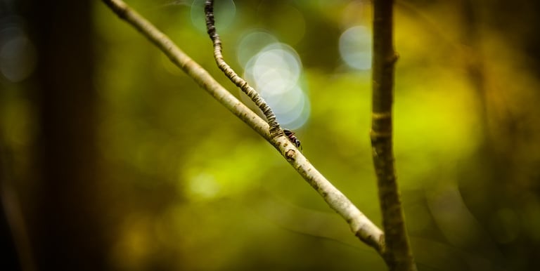 S'éclairer grâce au brainspotting 