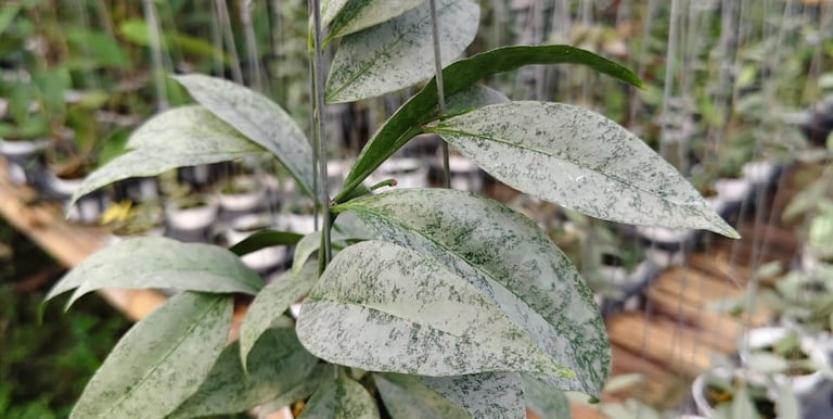 Hoya Amicabilis Silver with shimmering silver-patterned green foliage