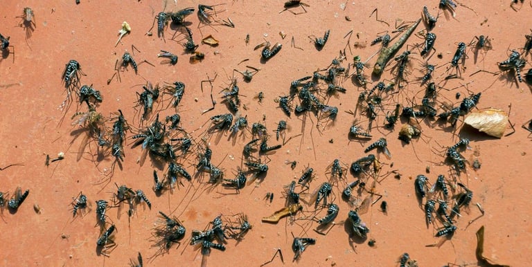 Grand nombre de moustiques tigres morts
