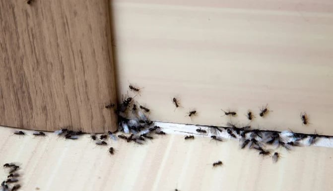 Colonie de fourmis dans une plinthe 