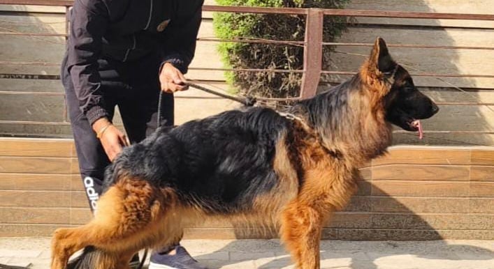 German shepherd, boarding