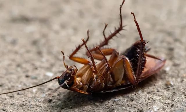 a dead cockroach killed by pesticide