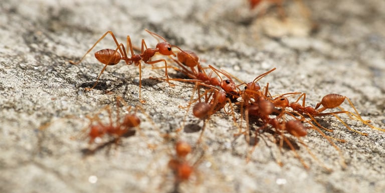 ants extermination