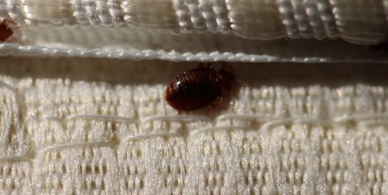 bedbugs infestation
