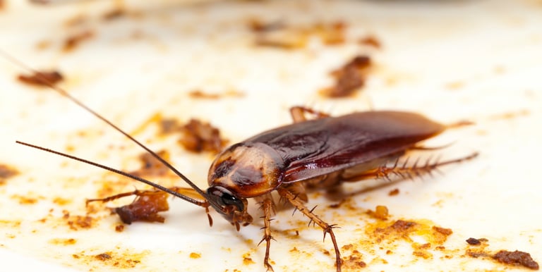 cockroaches extermination