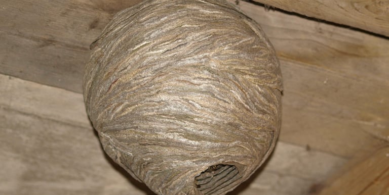 Wasp nest 