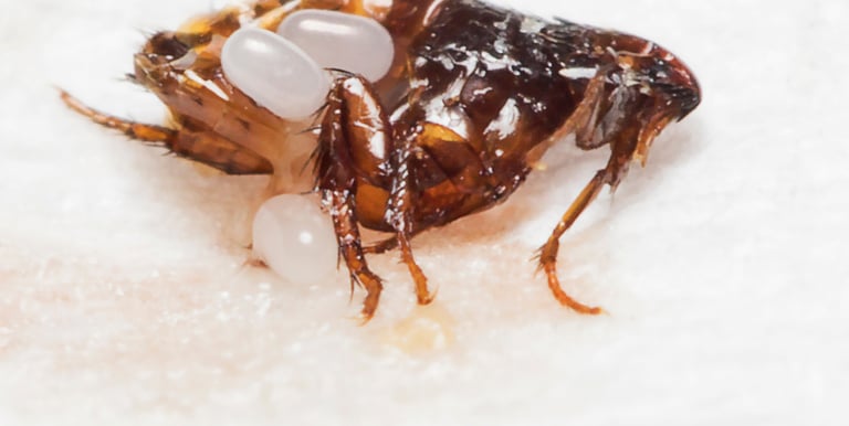 Fleas extermination