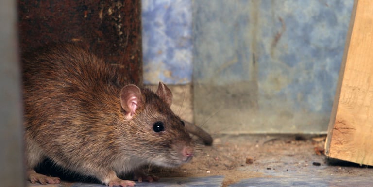 rat and mouse extermination