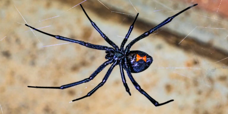 spider extermination