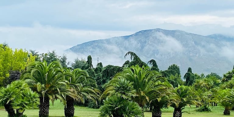 wedding park, a field with palm trees and mountains in the background