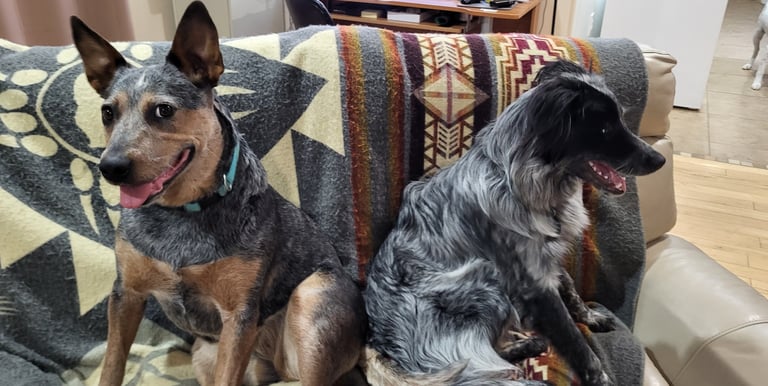 Professional in-home dog boarding in Walla Walla