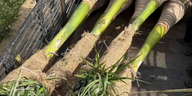 توريد نخيل ملوكي بمقاسات مختلفة