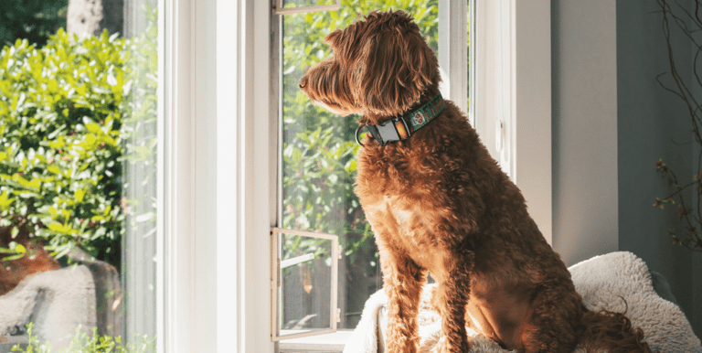 Malvern Dog Care