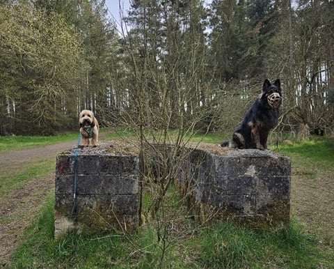 Rory & Bruce on an Adventure walk