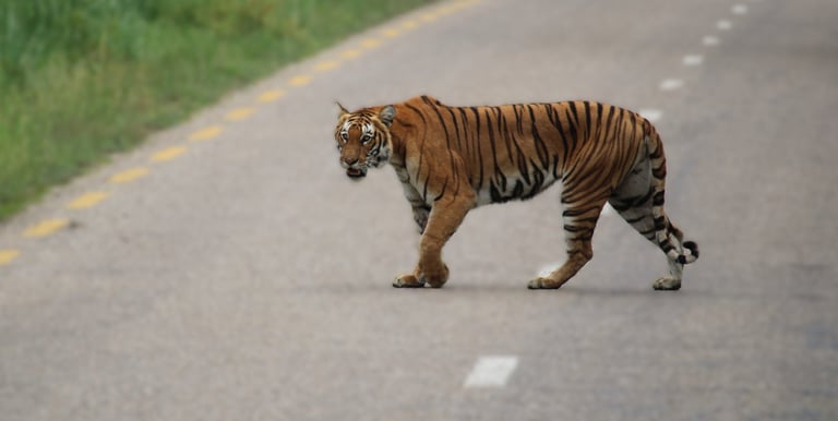 tiger cross the road