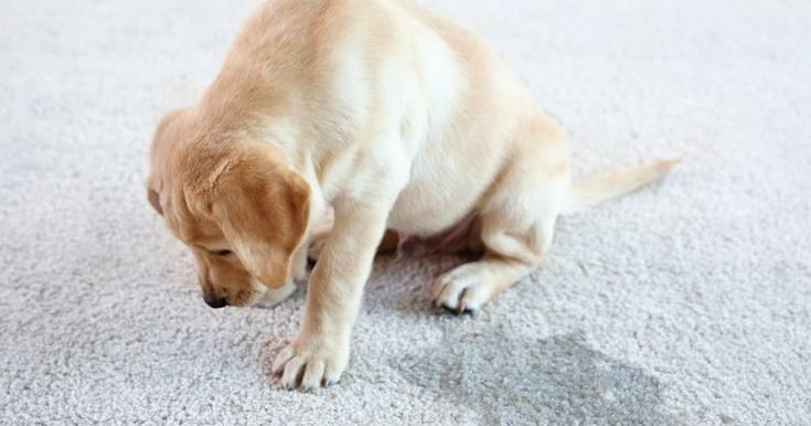 Pet-friendly carpet cleaning services in Denver CO using safe eco-friendly solutions