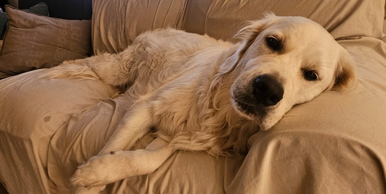 Pet Sitting this golden retriever in Leslieville, Toronto