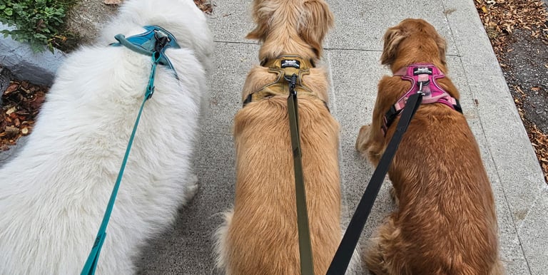 Dog walking in Leslieville, Toronto