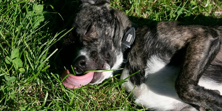 Hunde Allergieberatung online