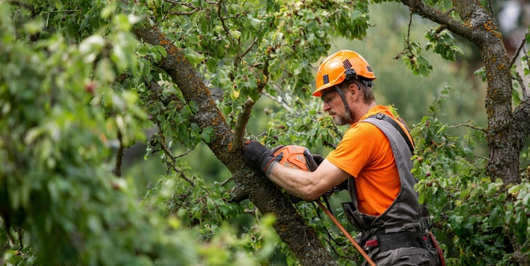 Professional tree trimming to maintain health and aesthetics, ensuring your trees thrive beautifully.