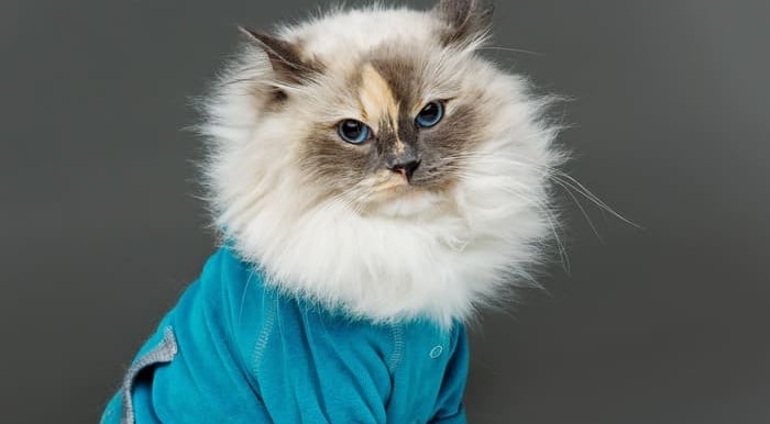 gato con sueter azul y botones azules