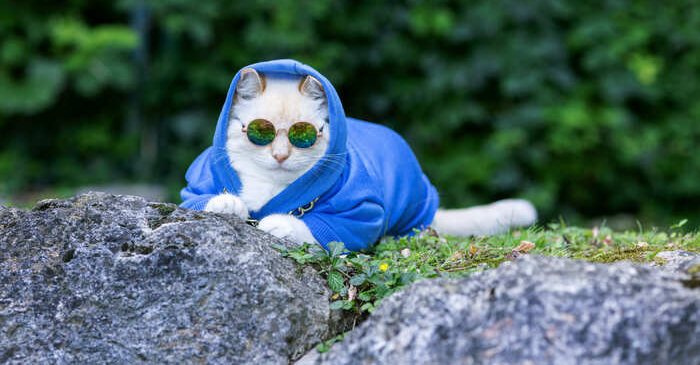 Gato mascota chamarra azul hecha a medida con lentes de sol