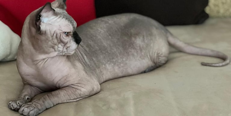 Gato Sphynx Precio y Gatitos Disponibles