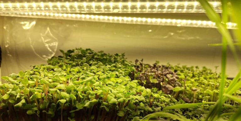 a picture of Early Greens microgreens grow room
