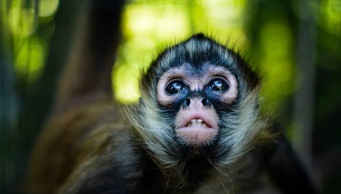 Close-up portrait of a spider monkey looking up with a blurred green jungle background.