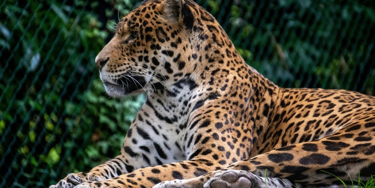 a jaguar looking in the horizont