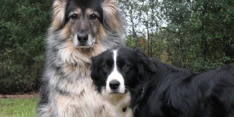 two dogs sitting on the grass in the grass