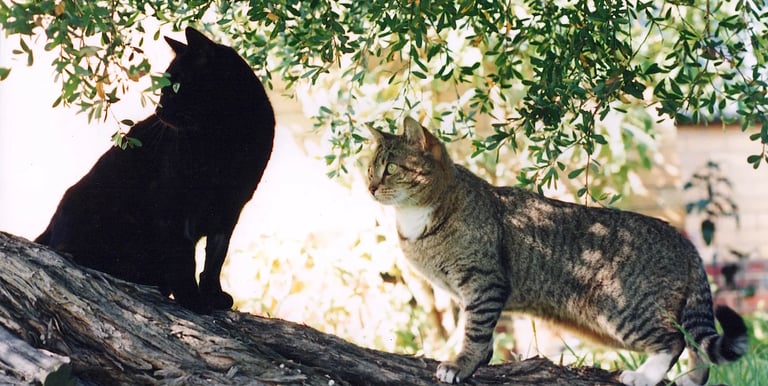 two cats sitting on a tree trunk 
