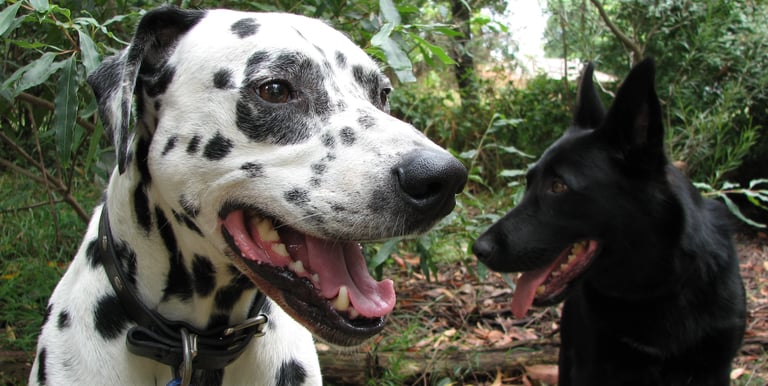 a dalmation dog and a black dog are standing in the woods