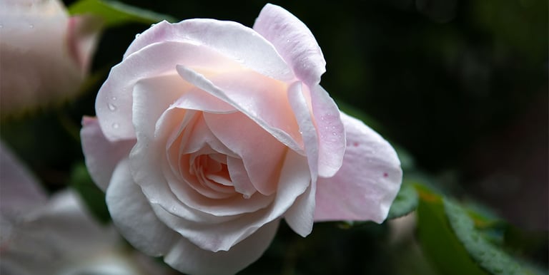 a pink rose flower with water droplets on the petals - Chameleon Garden Perfumery