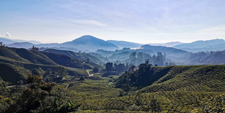 Cameron Highlands theeplantages