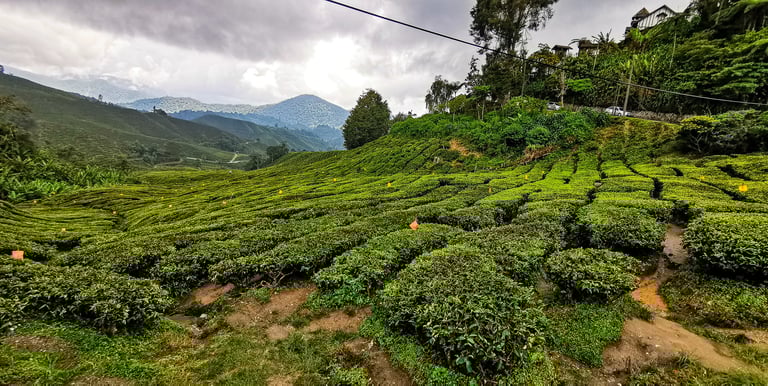 Cameron Highlands theeplantages