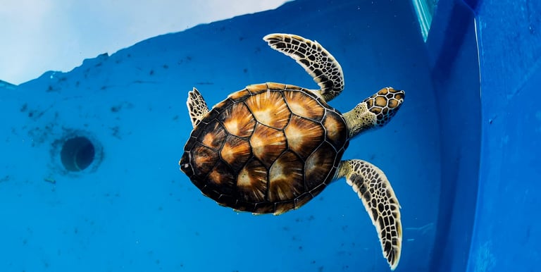 Turtle Sanctuary Taman Negara Pulau Pingara