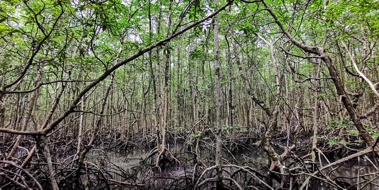 Mangrove forest Langkawi