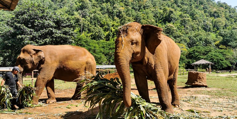 Elephant Nature Park