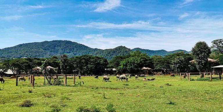 Elephant Nature Park
