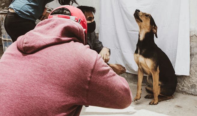 A first-time dog owner gently teaching their puppy to sit indoors with treats.