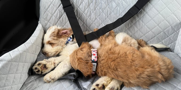 Two fluffy Labradoodle puppies sleeping peacefully on a quilted grey car seat cover during a road trip.